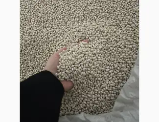 Зображення для оголошення Квасоля біла Navy beans на експорт