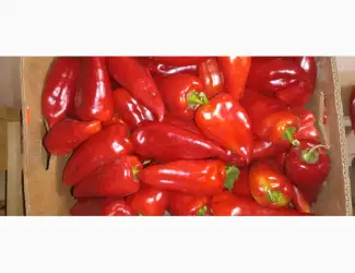 Зображення для оголошення Продам солодкий перець Навігатор з власного поля - опт від 500 кг
