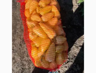 Зображення для оголошення Продам перець солодкий