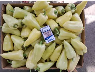 Зображення для оголошення Продам перець