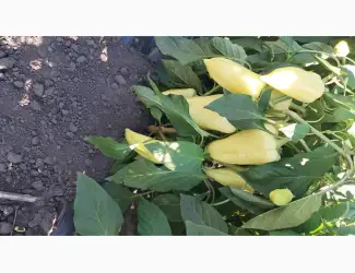 Зображення для оголошення Продам перець