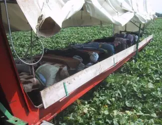 Куплю маленький огірок 6-9 Полтавська обл для маринування