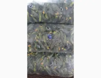 Зображення для оголошення Продам огірки сорт:Дерія Ґрунт
