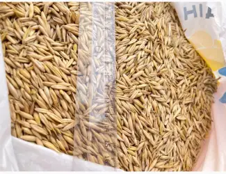 Зображення для оголошення Продам овес