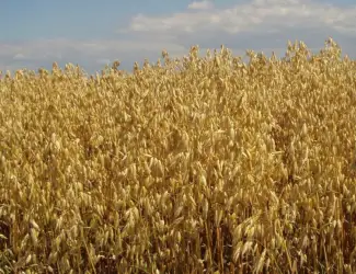 Семена голозерного овса Соломон. 1 репродукция