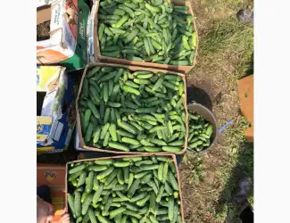 Зображення для оголошення Продам ґрунтовий огірок на засолку