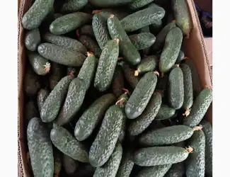 Продаємо огірки опт. Обʼєм