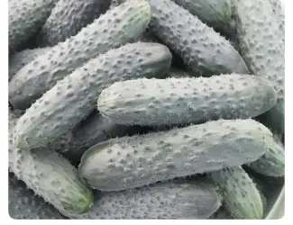 Продам Органічний огірок