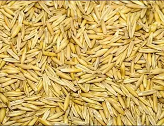 Зображення для оголошення Купимо якісний овес для годування коней
