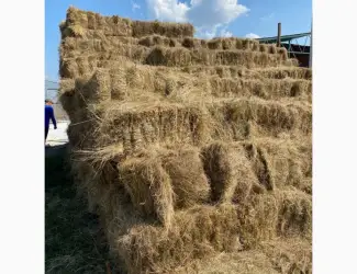 Зображення для оголошення Продам сено в тюках