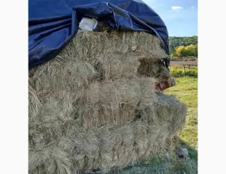 Сіно лугове