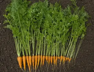 Зображення для оголошення Продам заморожена морква кубик оптом від 5 тонн овочевий кубик для HoReCa Полтавська обл