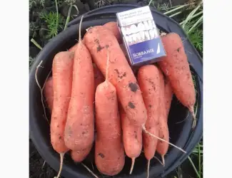 Продам моркву