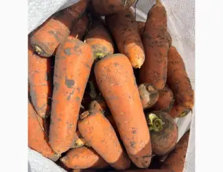 Зображення для оголошення Продам моркву