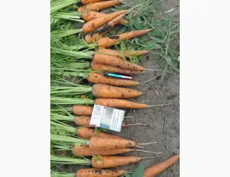 Зображення для оголошення Продам моркву