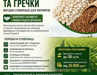 Зображення для оголошення Насіння квасолі та гречки. Гарантія викупу врожаю