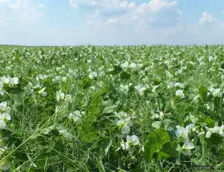 Куплю гречиху