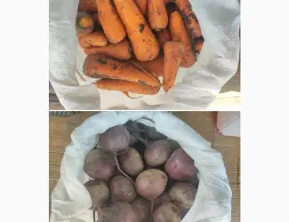 Зображення для оголошення Продам морква Каскад