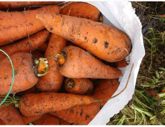 Зображення для оголошення Продам морковь