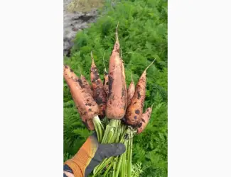 Зображення для оголошення Продам моркву оптом