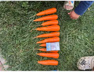 Продам моркву Абако
