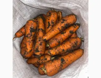 Зображення для оголошення Продам моркву Каскад
