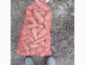 Продамо фуражну моркву