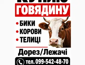 Куплю Говядину