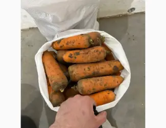 Продам моркву