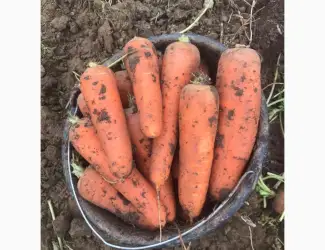 Продам моркву