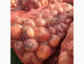 Продам цибулю