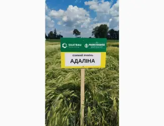 Озимий ячмінь Адаліна