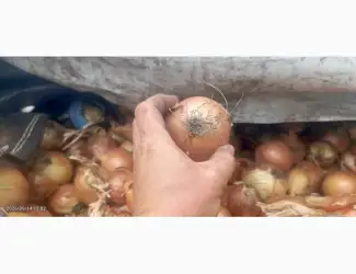 Продам некалібровану цибулю