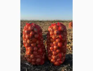 Продам цибулю оптом з поля