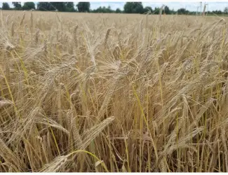 Продам насіння озимого ячменю ХАННЕЛОРЕ