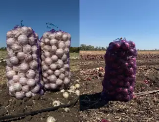Продам цибулю білу там марс