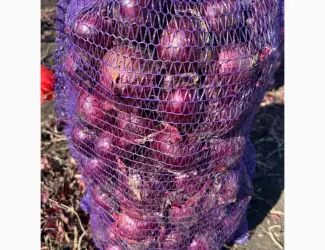 Продам червону(синю) цибулю
