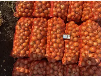Зображення для оголошення Продам цибулю. Сорт медуза