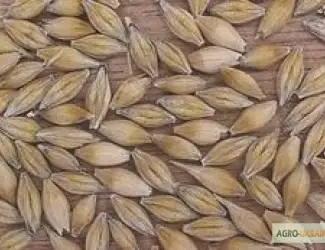 Семена ячменя озимого - сорт Росава. Элита и 1 репродукция