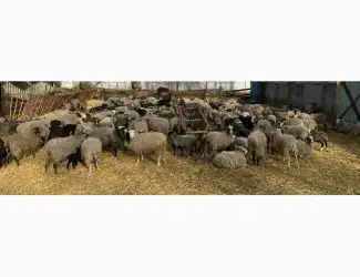 Зображення для оголошення Продам вівці Романовської породи від виробника. Тільки від 100 голов