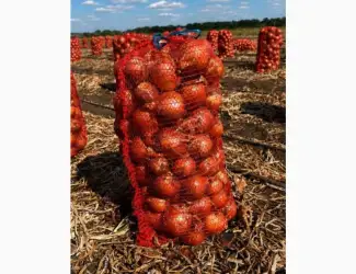 Зображення для оголошення Цибуля з поля сорт Камперо
