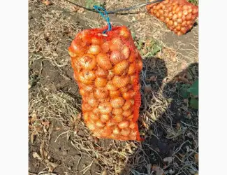 Продам лук Штутгарт
