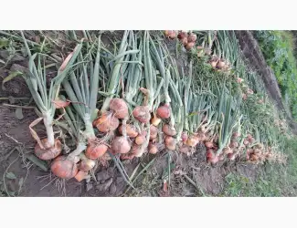 Зображення для оголошення Продам молоду цибулю Штудгарт