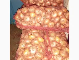 Продам цибулю