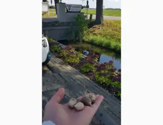 Однозубка часник Любаша