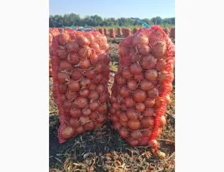 Продам лук оптом с поля