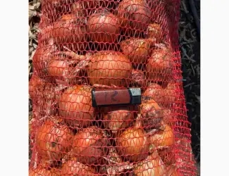 Зображення для оголошення Продам цибулю медуза