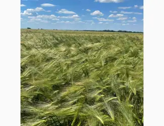 Продам ячмінь ярий