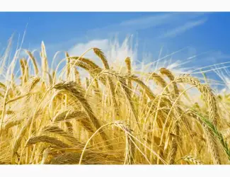 Зображення для оголошення Закупаем ячмень