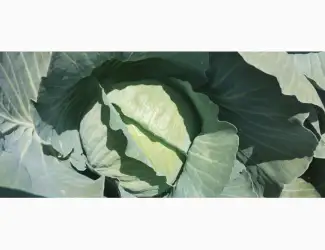Продам капусту Агресор гарної якості